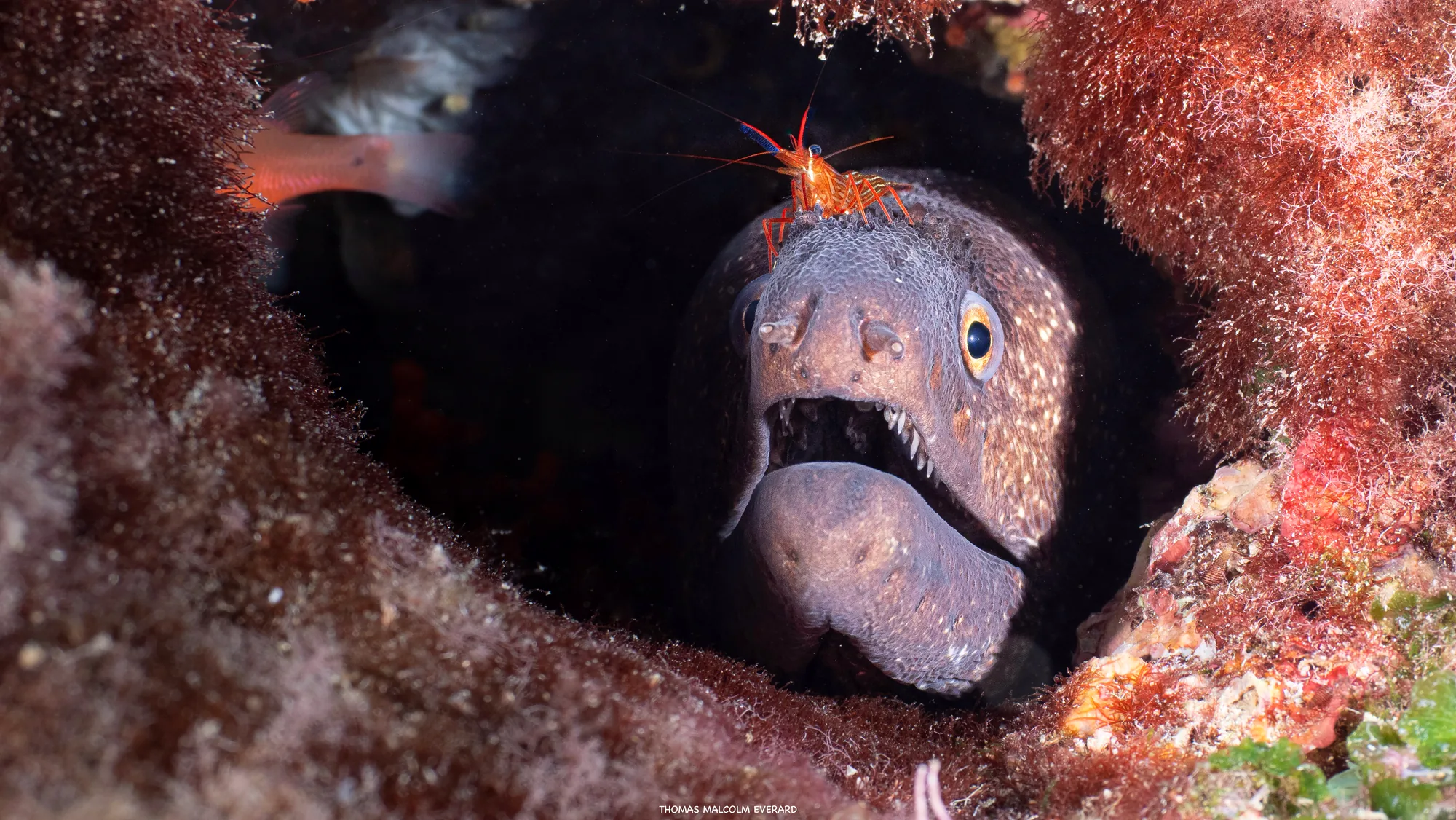 Reef dive site
