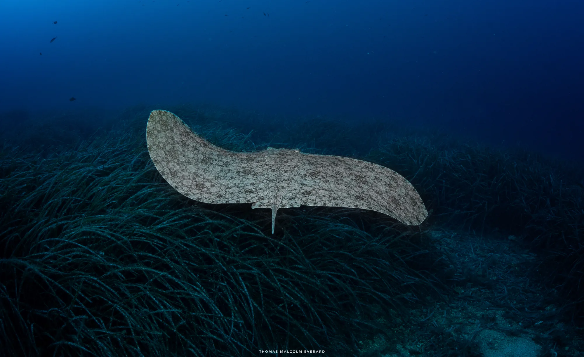Mediterranean sea surface