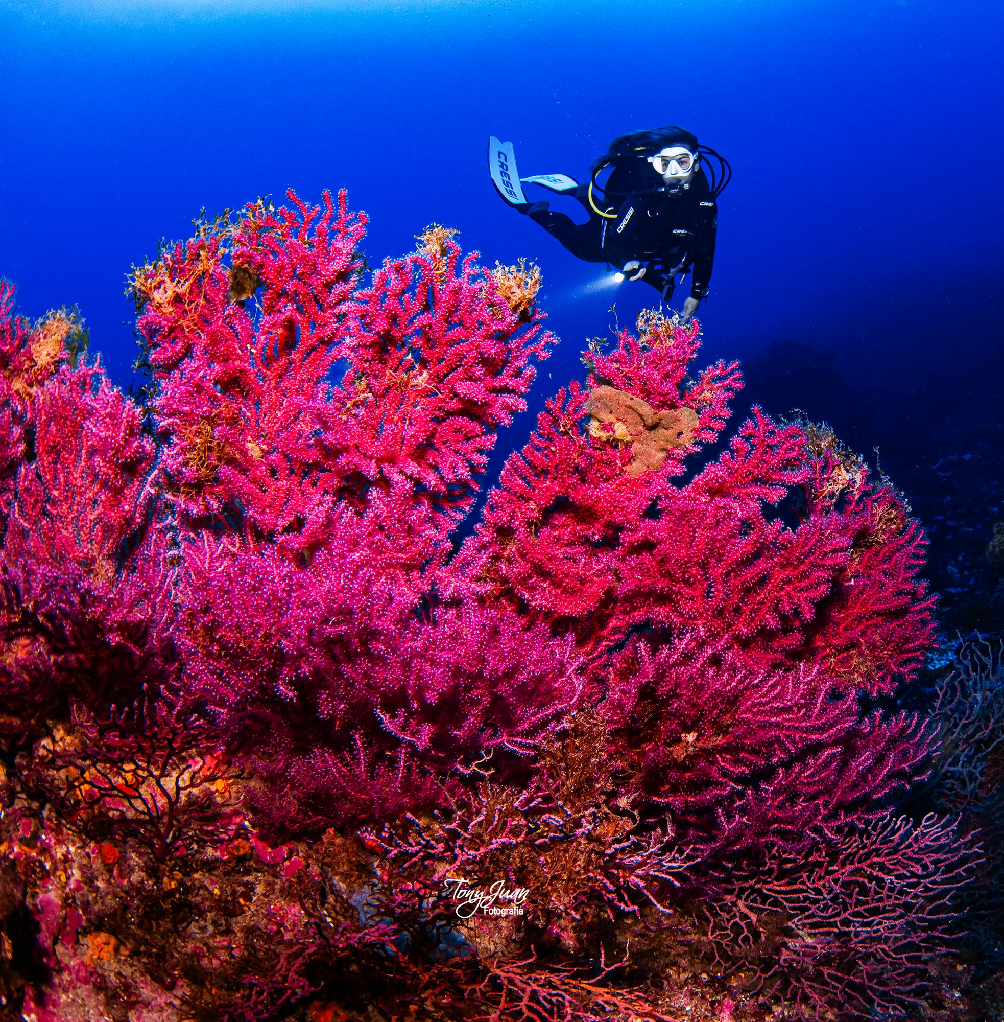 Cursos de buceo