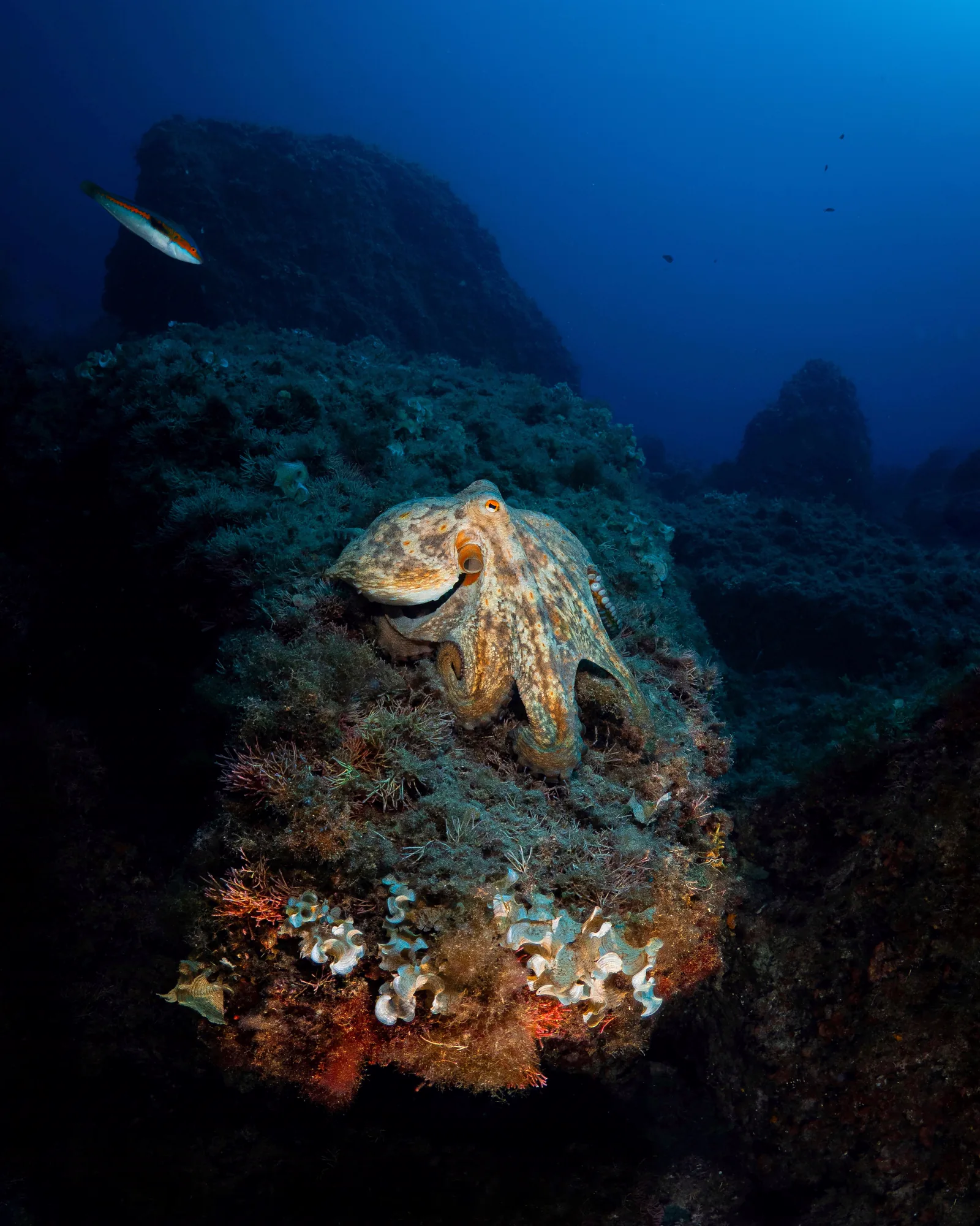 Diver exploring the reef