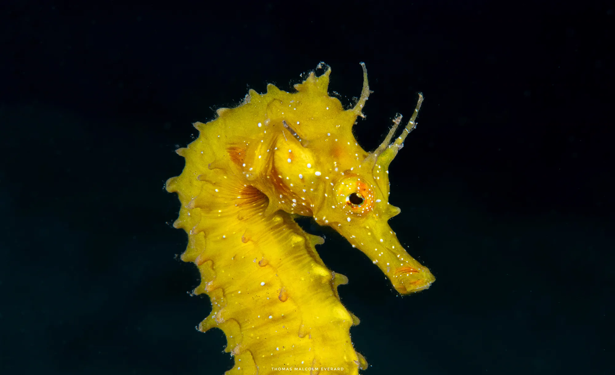 Scuba training dive
