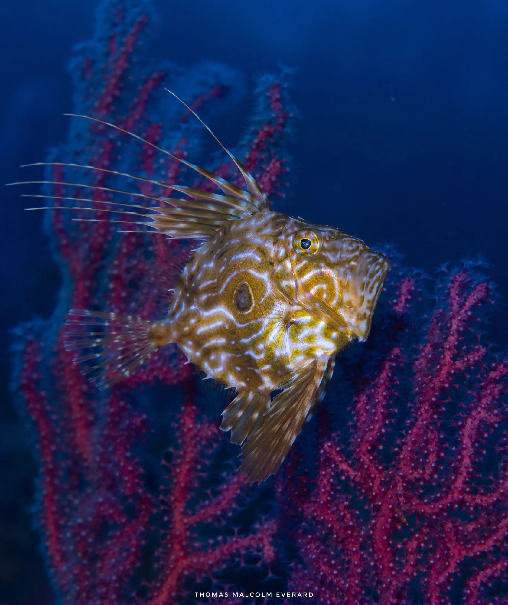 Scuba training dive